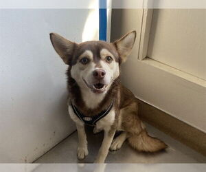 Chihuahua-Siberian Husky Mix Dogs for adoption in San Clemente, CA, USA