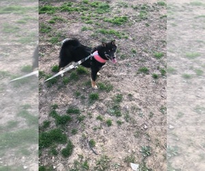 Shiba Inu Dogs for adoption in Smithfield, PA, USA