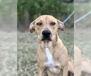Labrador Retriever-Unknown Mix Dogs for adoption in Royse City , TX, USA