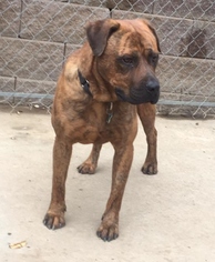 Mastiff-Unknown Mix Dogs for adoption in Kansas City, MO, USA