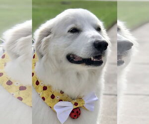 Great Pyrenees Dogs for adoption in Bonita Springs, FL, USA