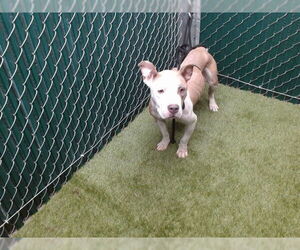 American Pit Bull Terrier-Unknown Mix Dogs for adoption in Downey, CA, USA