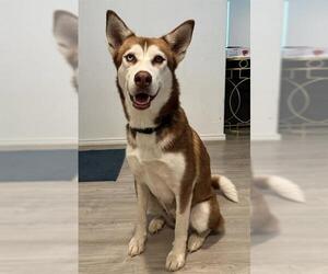 Siberian Husky-Unknown Mix Dogs for adoption in San Antonio, TX, USA