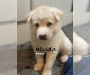 Pyrenees Husky Dogs for adoption in Bellevue, WA, USA