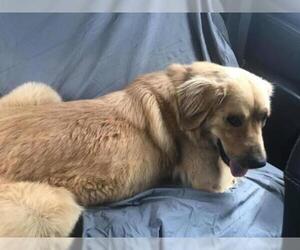 Golden Retriever Dogs for adoption in Stephens City, VA, USA