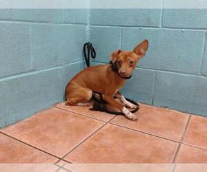 Mutt Dogs for adoption in Downey, CA, USA