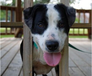 Borador Dogs for adoption in Monticello, MS, USA