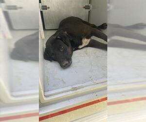 Labrador Retriever Dogs for adoption in Houston, TX, USA