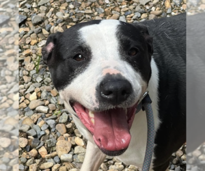 Mutt Dogs for adoption in Boston, MA, USA