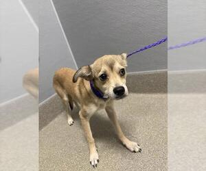 Chihuahua-Unknown Mix Dogs for adoption in Las Vegas, NV, USA