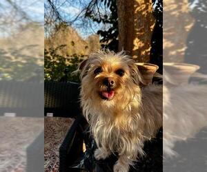 Mutt Dogs for adoption in Parlier, CA, USA