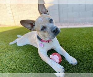 French Bulldog-Unknown Mix Dogs for adoption in Surprise , AZ, USA