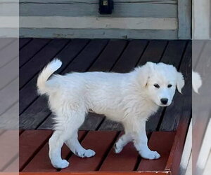 Akbash-Great Pyrenees Mix Dogs for adoption in Denver , CO, USA