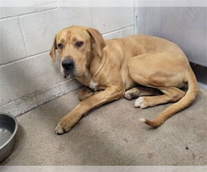Great Dane-Unknown Mix Dogs for adoption in San Bernardino, CA, USA