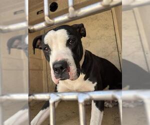 American Pit Bull Terrier-Unknown Mix Dogs for adoption in Oklahoma City, OK, USA