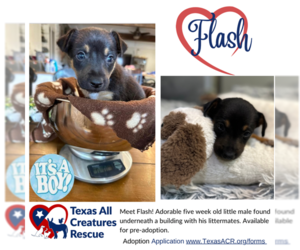 Catahoula Leopard Dog-Miniature Pinscher Mix Dogs for adoption in Lillian, TX, USA