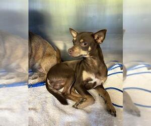 Chihuahua-Unknown Mix Dogs for adoption in Grand Prairie, TX, USA