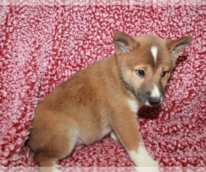Shiba Inu Dogs for adoption in Cumming, GA, USA