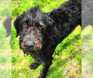 Mutt Dogs for adoption in Frankston, TX, USA