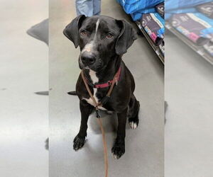 Mutt Dogs for adoption in Rustburg, VA, USA