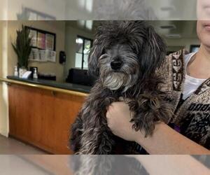 Maltese-Unknown Mix Dogs for adoption in Pasadena, CA, USA