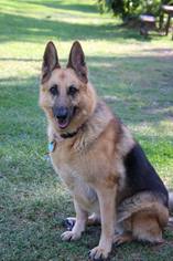 German Shepherd Dog Dogs for adoption in Coral Springs, FL, USA