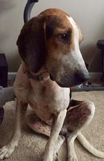 Treeing Walker Coonhound Dogs for adoption in Brookeville, MD, USA