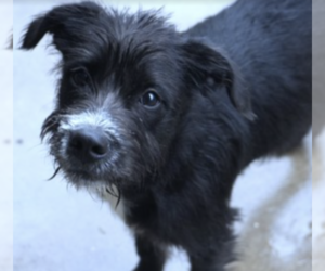 Mutt Dogs for adoption in Brooklyn, NY, USA
