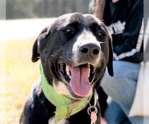 Lab-Pointer Dogs for adoption in Point Pleasant, PA, USA