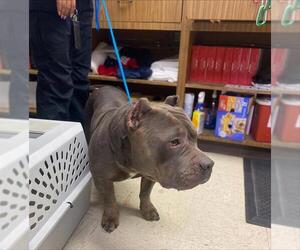 Mutt Dogs for adoption in Stockton, CA, USA