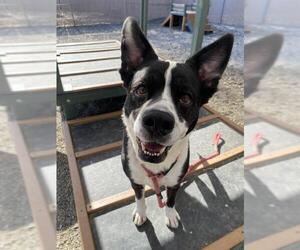 Border Collie-Unknown Mix Dogs for adoption in Palmetto, FL, USA