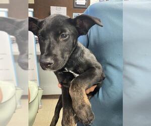 Labrador Retriever Dogs for adoption in Stockton, CA, USA