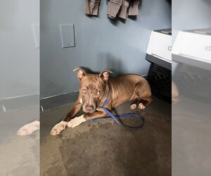 American Staffordshire Terrier-Unknown Mix Dogs for adoption in Tallahassee, FL, USA