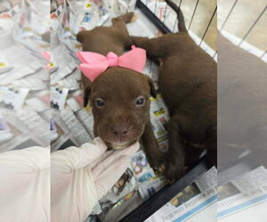 Labrador Retriever-Unknown Mix Dogs for adoption in SHERBURNE, NY, USA