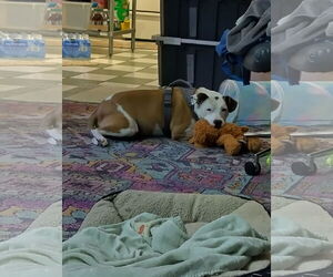 Mutt Dogs for adoption in Fort Collins, CO, USA