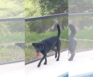 Mutt Dogs for adoption in Brooksville, FL, USA