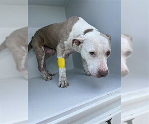 Mutt Dogs for adoption in Houston, TX, USA