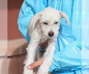 Miniature Schnauzer-Unknown Mix Dogs for adoption in San Antonio, TX, USA