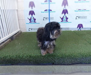 Shih Tzu-Unknown Mix Dogs for adoption in Orlando, FL, USA