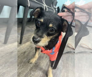 Jack Russell Terrier-Unknown Mix Dogs for adoption in Tustin, CA, USA