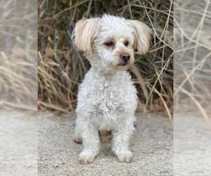 Maltipoo Dogs for adoption in PIPE CREEK, TX, USA