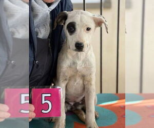 Mutt Dogs for adoption in Crystal, MN, USA
