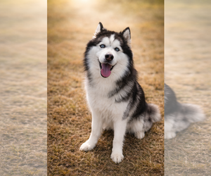 Siberian Husky-Unknown Mix Dogs for adoption in Rustburg, VA, USA