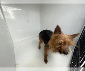 Mutt Dogs for adoption in Houston, TX, USA