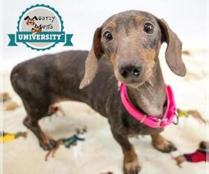 Dachshund Dogs for adoption in Kennesaw, GA, USA