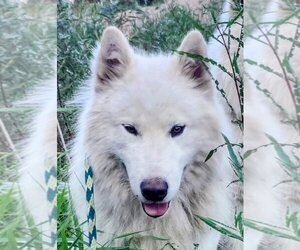 Alaskan Malamute-Unknown Mix Dogs for adoption in Cottage Grove, MN, USA
