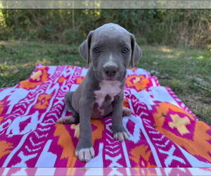 Labrador Retriever-Unknown Mix Dogs for adoption in The Woodlands, TX, USA