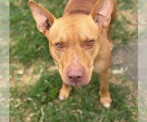 American Pit Bull Terrier-Unknown Mix Dogs for adoption in Tulsa, OK, USA