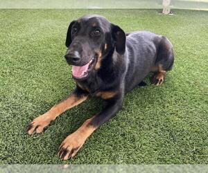 Doberman Pinscher-Unknown Mix Dogs for adoption in Corona, CA, USA