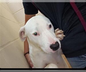 American Pit Bull Terrier-Unknown Mix Dogs for adoption in Lufkin, TX, USA